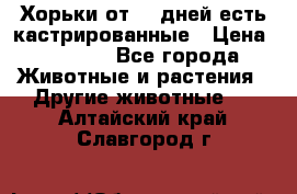   Хорьки от 35 дней есть кастрированные › Цена ­ 2 000 - Все города Животные и растения » Другие животные   . Алтайский край,Славгород г.